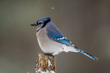 Blue jay in winter