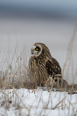 Short eared owl in the snow