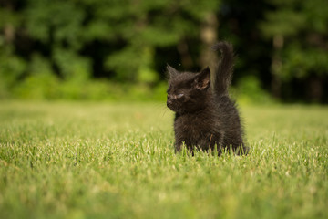 Naklejka na ściany i meble Black kitten in green grass