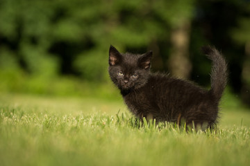 Black kitten in green grass