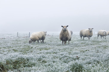 sheep on pasture during frosty cold morning