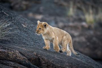 Lion cub on a rock