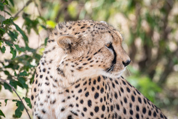 Cheetah in Masai Mara