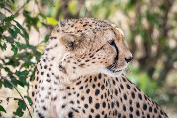 Cheetah in Masai Mara