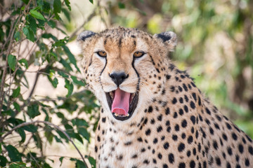 Cheetah in Masai Mara