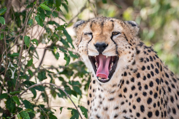 Cheetah in Masai Mara