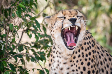 Cheetah in Masai Mara © Tony Campbell