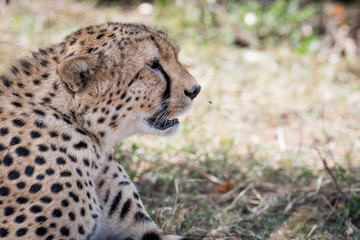 Naklejka premium Cheetah in Masai Mara