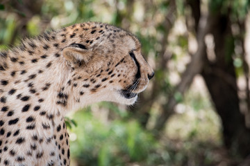 Fototapeta premium Cheetah in Masai Mara