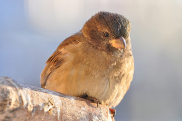 House sparrow: portrait, closeup, visible reflection in the eyes.
