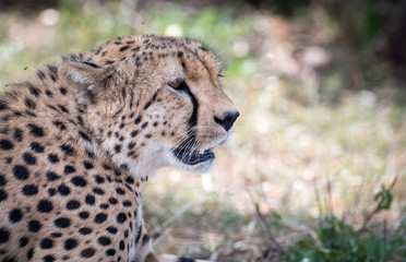 Cheetah in Masai Mara