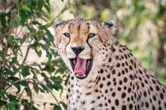 Cheetah in Masai Mara
