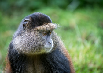 Portrait of golden monkey