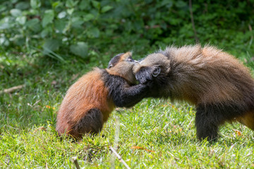 Portrait of golden monkey
