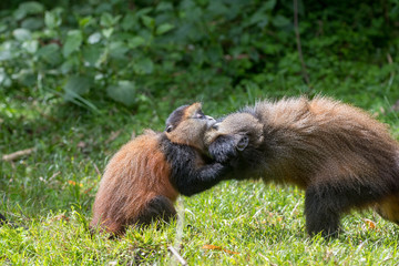 Portrait of golden monkey