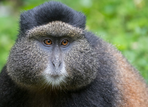 Portrait of golden monkey