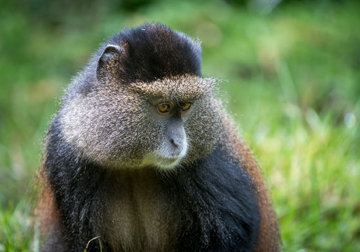 Portrait of golden monkey