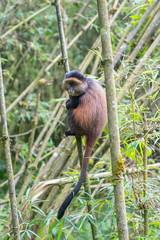 Golden monkey in Rwanda