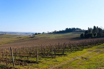 Fototapeta premium Rows of vineyards from Tuscany hills