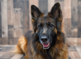 Long Coat German Shepherd dog on wood background