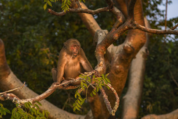 wild monkey on a tree