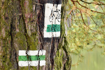 Szlak pieszy i rowerowy. Szlak zielony oznaczony na pniu starego drzewa.