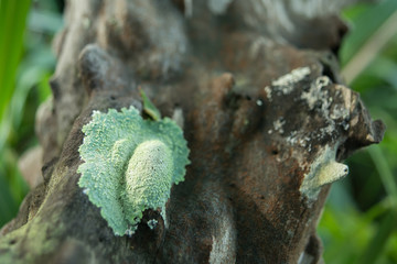 lichen