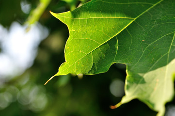 transparent leaf