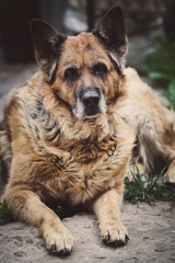 Naklejka premium Портрет старой Немецкой овчарки