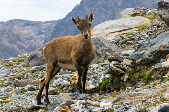 Bouquetin des alpes
