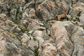 Ibex resting, Aiguilles Rouges, France.