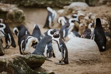 Poster A Black Footed Penguin in a zoo staring at the camera with other penguins in the background © Elizaveta