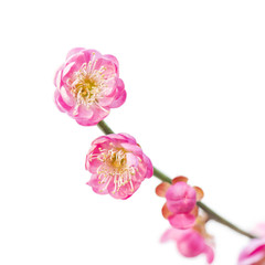 Fototapeta na wymiar Plum Blossom in early spring. Located in Plum Blossom Hill, Nanjing, Jiangsu, China.