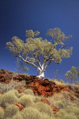 Gartenposter Western Australia - Ghost Gum on a rock face at the Kimberleys © HLPhoto