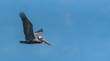 Brown pelican, bird who takes off having caught a fish in the sea
