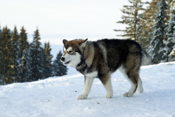 grown up Siberian husky puppy in the winter landscape