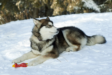 Husky puppy, wolf cub-like, lies on the snow next to his toy and looks around