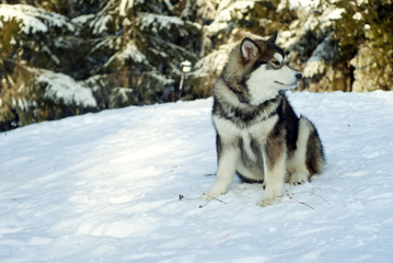a grown Siberian husky puppy sits on the snow in the background of a blurred forest landscape