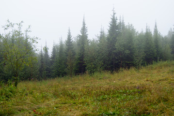 autumn mountain forest glade in the fog