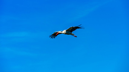 Beautiful stork with red nib flying in the blue sky