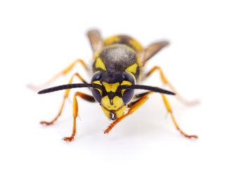 Wasp isolated on white.