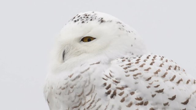 Portrait of a snowy owl during snowy owl irruption into Indiana and other parts of the United States in December 2017.