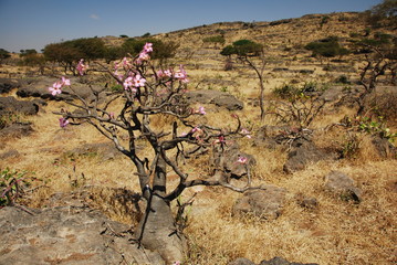 Rose du désert, Dhofar, Salalah, Oman