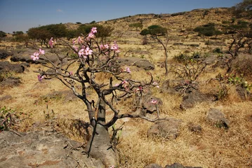 Afwasbaar Fotobehang Baobab Woestijnroos, Dhofar, Salalah, Oman