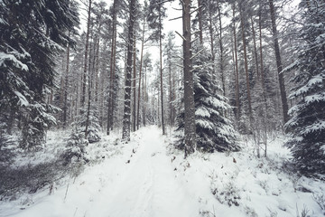 Fototapeta na wymiar Winter forest nature snowy landscape outdoor background.