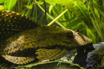 Long-tailed Carabus - Large Ancitrusy Fish.