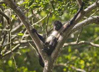 wild spider monkey resting on a tree