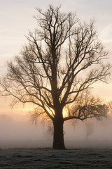 Fototapeta na wymiar Silhouette of a bare tree in the mist in the morningsun in springtime