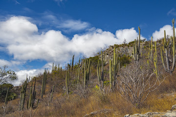 Wild cactus desert landscape