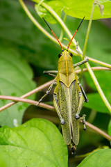 Taeniopoda picticornis